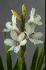<em>Watsonia humilis</em> 'Sn Dec 2000'
